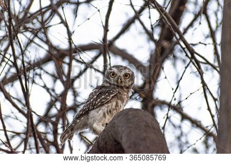 Indian Spotted Owlet Sitting On The Branch Of A Babul Tree