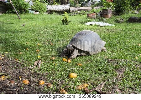A Typical Giant Turtle
