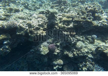 The Beautiful Coral Reef In New Caledonia