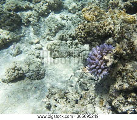 The Beautiful Coral Reef