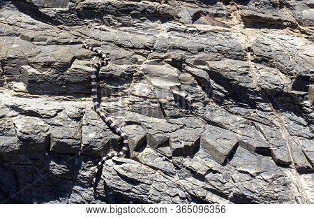 The New Caledonian Sea Krait On A Rock