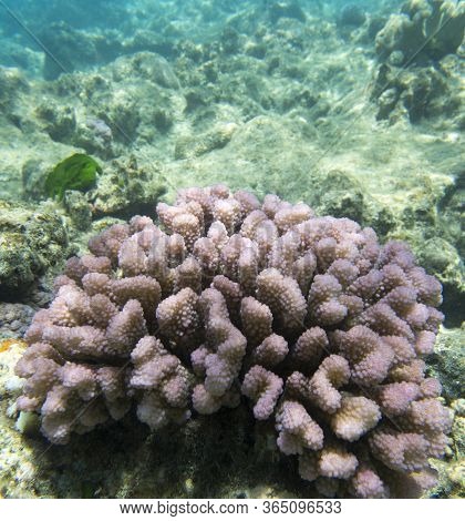 Close View Of Acropora Corals In New Caledonia