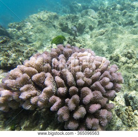 A Picture Of Acropora Coral In New Caledonia