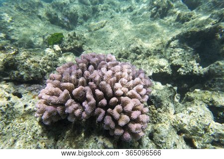 Close View Of Acropora Corals