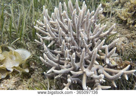 A Picture Of Acropora Coral