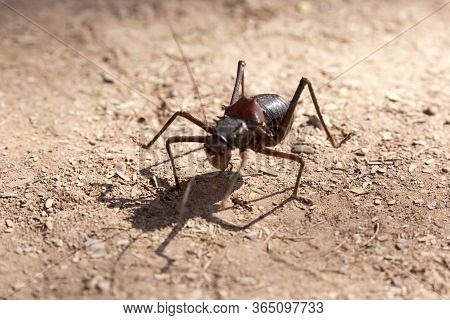 An Insect Is Walking In The Desert