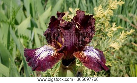 Macro Photo Of  Flower Dwarf Iris Cultivar Hustle. An Image Closeup Of A Low Of A Purple With White 