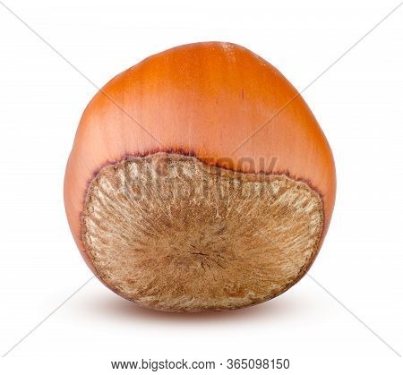 Closeup Of Hazelnut Isolated. Whole Delicious Hazel Nut On White Background. One Hazel Nut Or Kernel