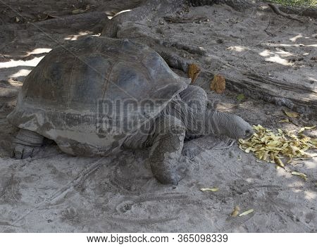 A Typical Giant Turtle In Seychelles Islands