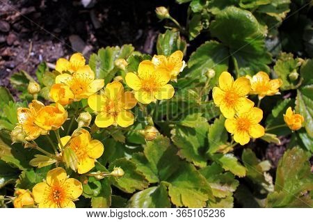Waldsteinia Ternata. Single, Flat, Golden Yellow Flowers, Like The Flowers Of A Strawberry. Excellen
