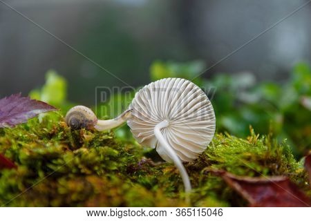 A Small Light Snail Crawls To An Edible White Mushroom On Green Moss In The Forest Close Up