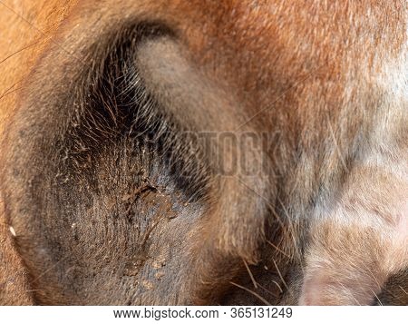 Nostrils Or Nose Of A Brown Horse. Animal Detail Portrait Outdoor