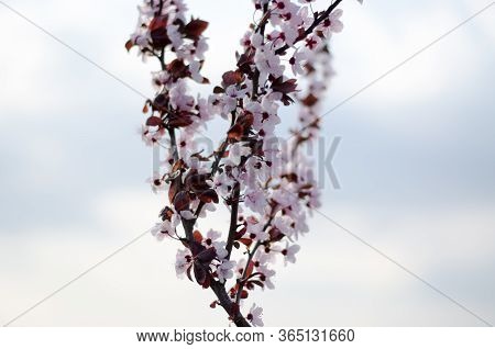 Mirabelle Tree. Blooming Red Mirabelle. Red Leaves And Pink Flowers Of A Fruit Tree