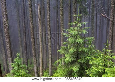 Green Spruce At The Background Of Coniferous Tree Trunks In A Foggy Mountain Forest. Fog In The Fore