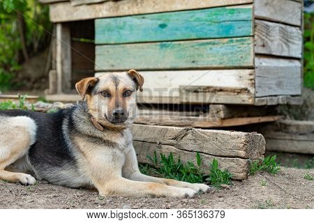 Beautiful Young Attached Dog Lies Near The Wooden Doghouse
