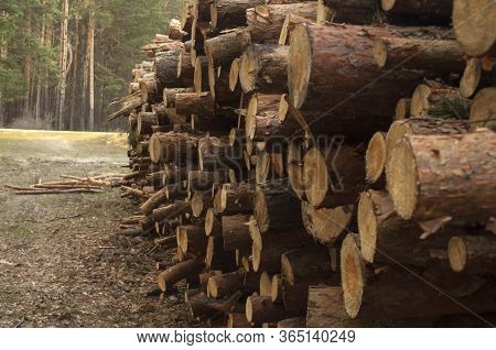 Stacked Logs On Logging, Wood-storage Place, Felling Of Coniferous Forest