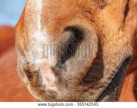 Nostrils Or Nose Of A Brown Stain  Horse. Animal Detail Portrait Outdoor