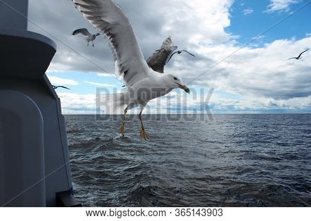Seagull Lesser Black-backed Larus Seagull Landing On Ship Railing On Background Of White Sea.