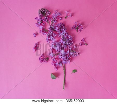 Red Flower. Flower In Garden At Sunny Summer Or Spring Day. Flower For Postcard Beauty Decoration An