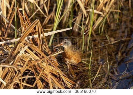 The Virginia Rai (rallus Limicola) Small Water Bird In The Marsh. Natural Scene From Conservation Ar