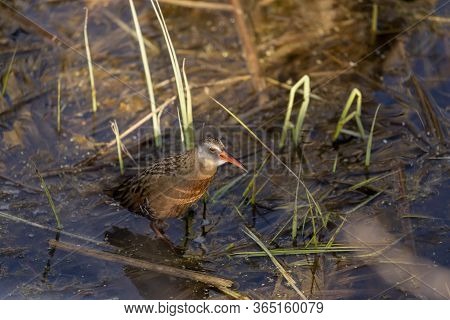 The Virginia Rai (rallus Limicola) Small Water Bird In The Marsh. Natural Scene From Conservation Ar
