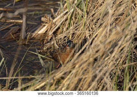 The Virginia Rai (rallus Limicola) Small Water Bird In The Marsh. Natural Scene From Conservation Ar