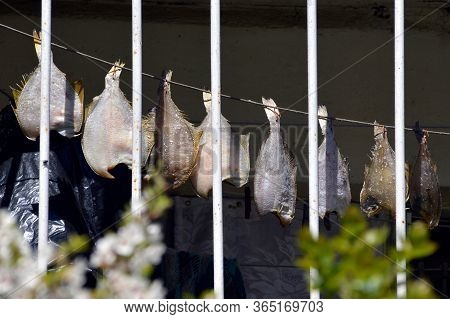 Dried Fish Flounder (flatfish) Hanging On Hooks In A Row On The Rope