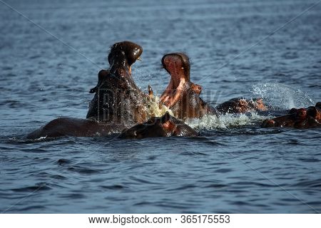 The Common Hippopotamus (hippopotamus Amphibius), Or Hippo Lying In Water. Two Large Males Fight In 