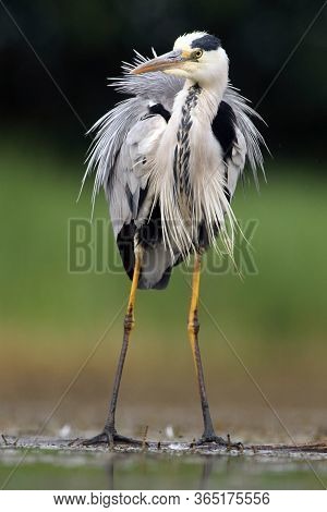 The Grey Heron (ardea Cinerea) Standing And Fishing In The Water.