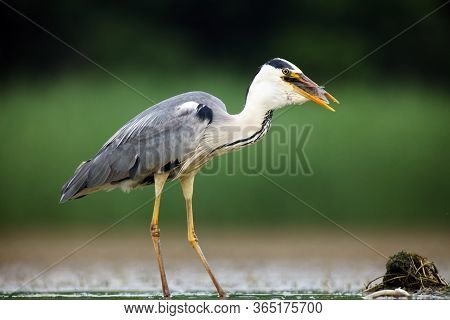 The Grey Heron (ardea Cinerea) Standing And Fishing In The Water. Big Heron With Fish With Green Bac