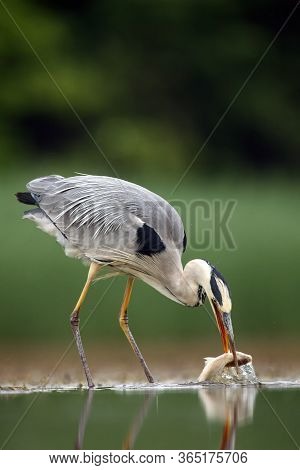 The Grey Heron (ardea Cinerea) Standing And Fishing In The Water. Big Heron With Fish With Green Bac