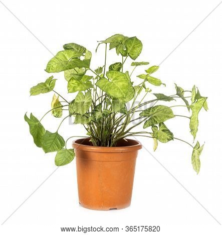 Syngonium Podophyllum In Front Of White Background