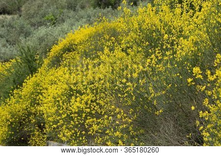 Spring Flowering Of The Yellow Spanish Broom On The Hillside (rhodes, Greece)