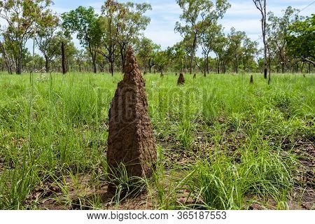 Big Termite Anthills. Australia, Outback, Northern Territory