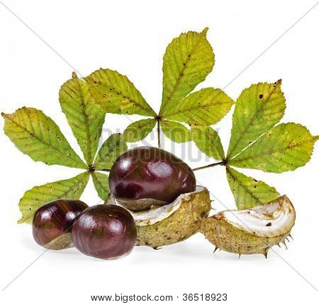 Ippocastani Aesculus (conker, buckeye) isolato su sfondo bianco