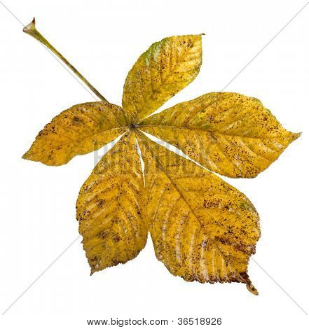 Foglia di albero di ippocastani (Aesculus hippocastanum) su sfondo bianco