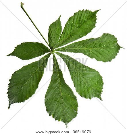 Foglia di albero di ippocastani (Aesculus hippocastanum) su sfondo bianco