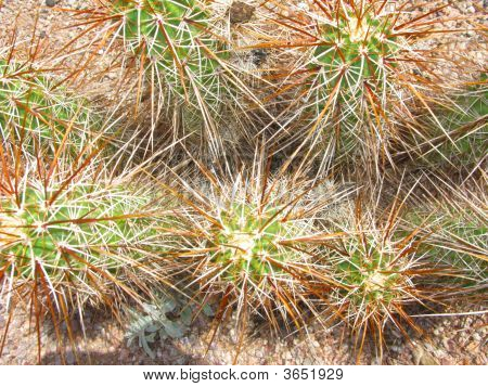 Arizonan Cholla Cactus