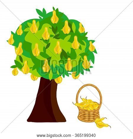 Pear In Basket Wicker With A Vine Under Pear Tree. Fruit Art Design Elements Object Isolated Stock V