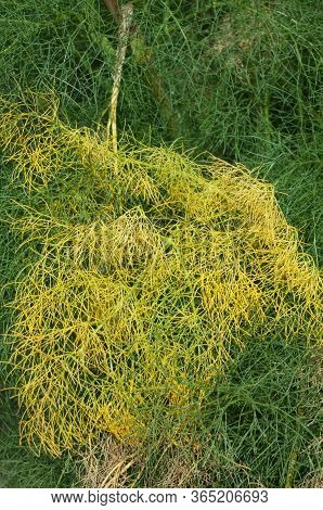 Yellow And Green Leaves Of Ferula Linkii In Inagua.