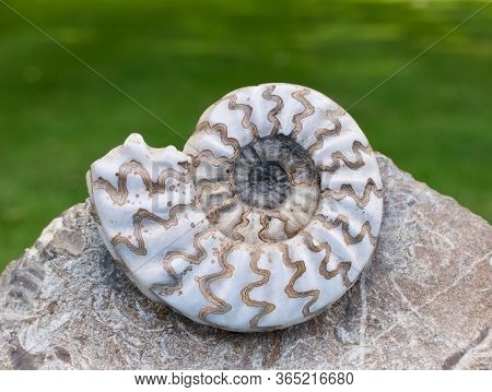 Beautiful White And Brown Fossil Against Soft Green Background