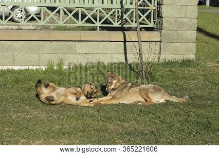 Two Fawn Dogs In Collars Play, Jokingly Bite Each Other, Wallowing On The Grass