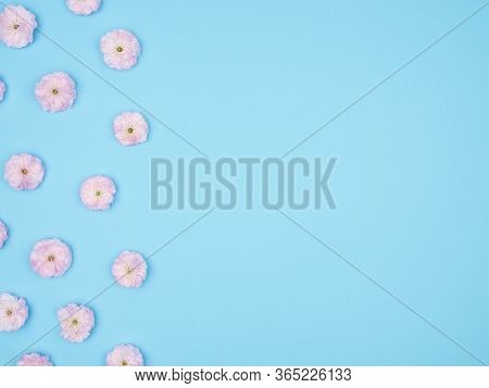 Cherry Blossoms On A Blue Background. The View From The Top. Almond Decorative.