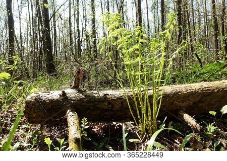 The Sun Shines On A Young Forest Fern In A Very Early Spring, Low Angle View With Selective Focus On