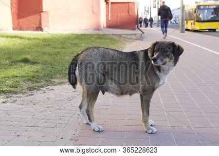 Sad Serious Tired Female Dog Bitch Stands On The Sidewalk Road In The Middle Of A City Street And Wa