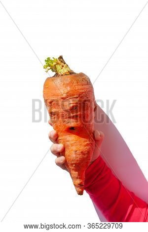 Ugly Food. Deformed Organic Carrot In Child's Hand On White Background Isolated. Bright Juicy Colors