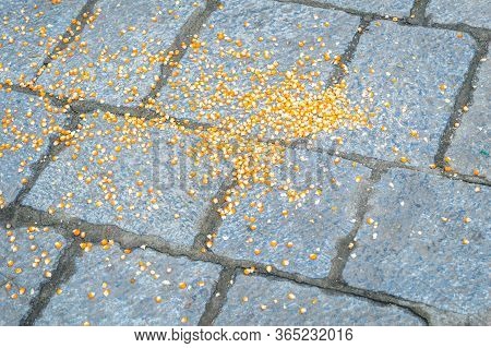 Corn Maize Grains Dropped On A Stone Floor For Animals To Eat