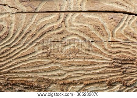 Pattern On Tree Trunk Log. Tunnels Of Bark Beetle Form Bizarre Pattern Under Bark