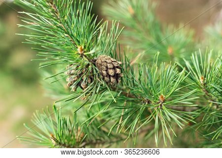 Green spruce branch with a pine cone. A lot of sharp needles. Bright spring day.