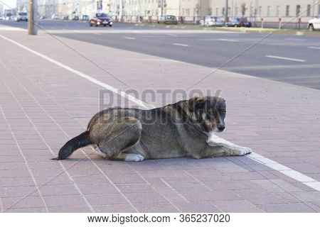 The Dog Lies On The Sidewalk In The City Center, She Is Waiting For Her Master And Sad About Him